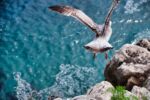 A bird taking off from rocks to fly over a beautiful blue ocean