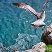 A bird taking off from rocks to fly over a beautiful blue ocean