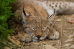 A young, sleeping lynx, sleeping quietly with an angelic face.