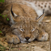 A young, sleeping lynx, sleeping quietly with an angelic face.