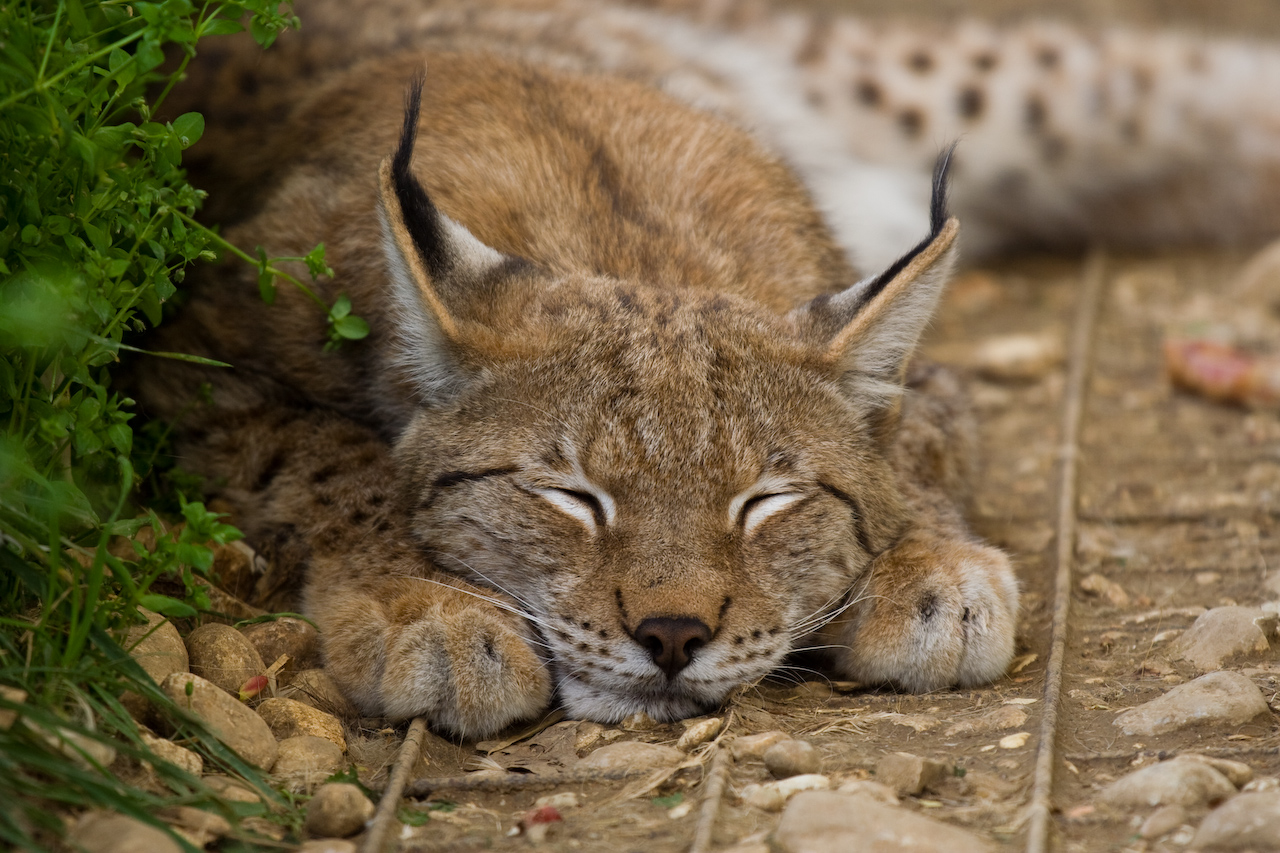 A young, sleeping lynx, sleeping quietly with an angelic face.