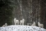 5 white wolves in snowy forest howling