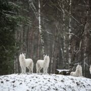 5 white wolves in snowy forest howling