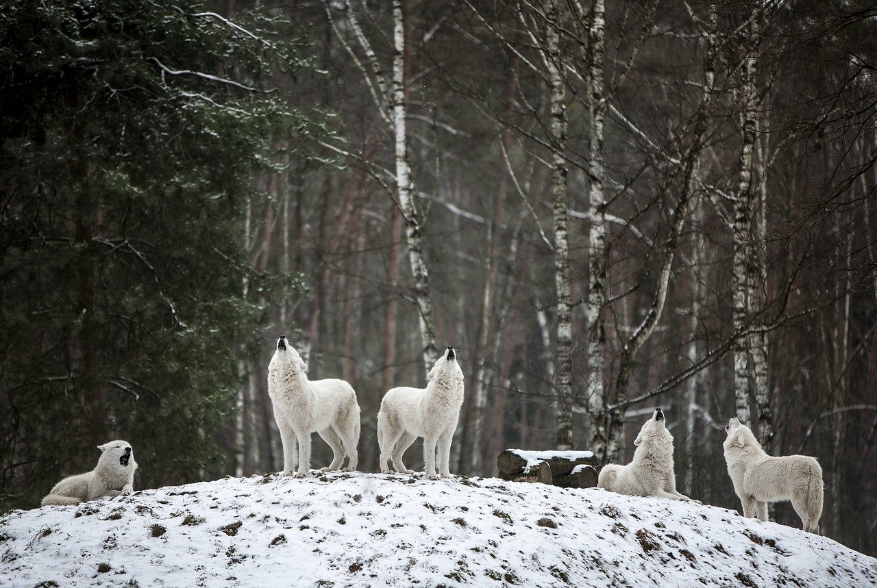 5 white wolves in snowy forest howling