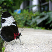Black and white butterfly with red highlights standing on concrete looking forward