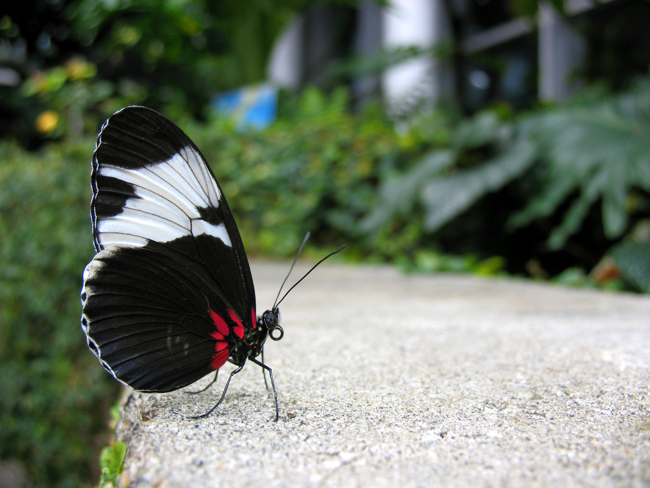 Black and white butterfly with red highlights standing on concrete looking forward