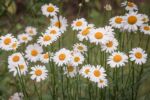 Close-up of field of daisies.