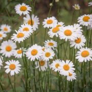 Close-up of field of daisies.