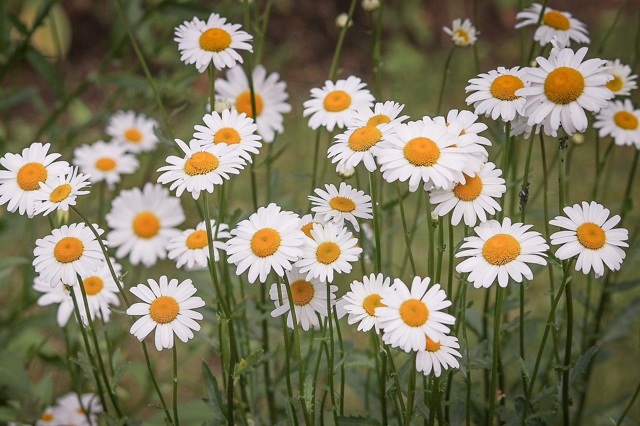 Close-up of field of daisies.