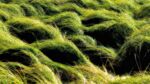 Green grass swirling in the wind with dark spaces present that appear as Openings