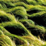 Green grass swirling in the wind with dark spaces present that appear as Openings