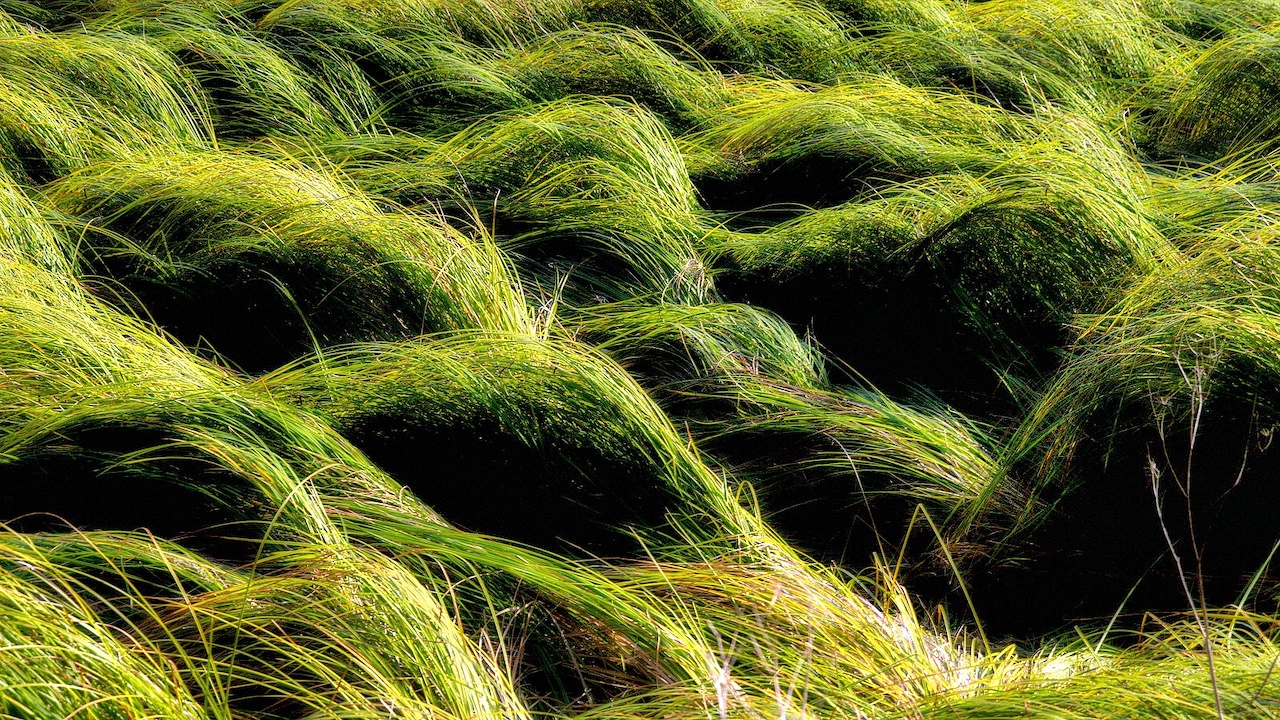 Green grass swirling in the wind with dark spaces present that appear as Openings