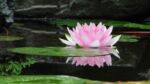 Pink lotus flower on green pad, floating in gentle water.