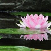 Pink lotus flower on green pad, floating in gentle water.