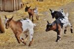 Young goats running around a corner together