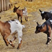 Young goats running around a corner together