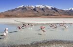 Flamingos in shallow water in different positions, some in the air as if they are dancing. All are walking towards a beach with mountains in the background.