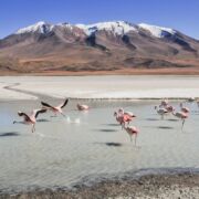 Flamingos in shallow water in different positions, some in the air as if they are dancing. All are walking towards a beach with mountains in the background.