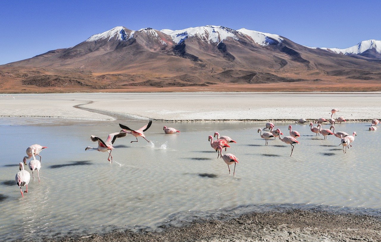 Flamingos in shallow water in different positions, some in the air as if they are dancing. All are walking towards a beach with mountains in the background.