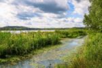stagnant marsh near river, blue sky and water with green rushes