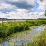 stagnant marsh near river, blue sky and water with green rushes