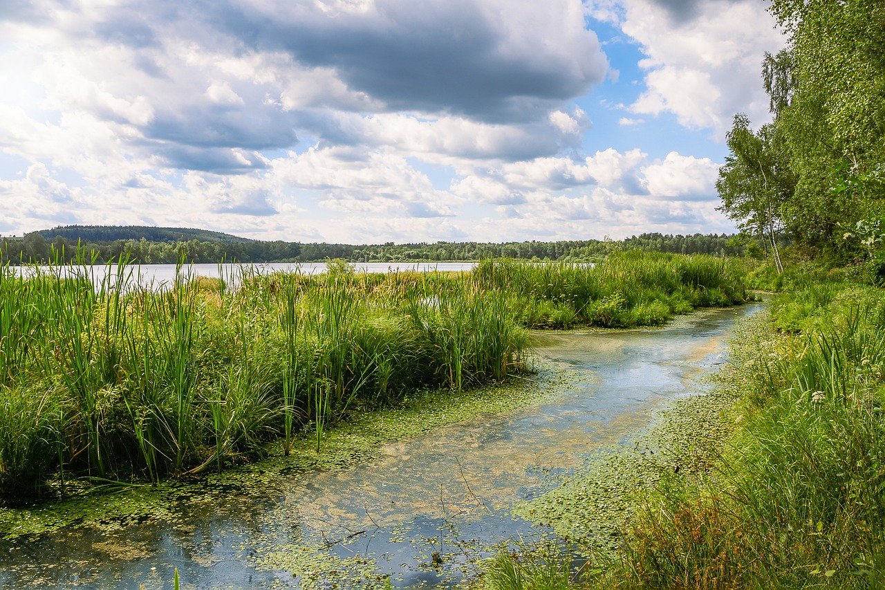 stagnant marsh near river, blue sky and water with green rushes