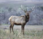 large elk staring intently