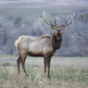 large elk staring intently