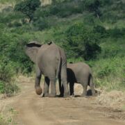 two elephants turning back on a dirt road