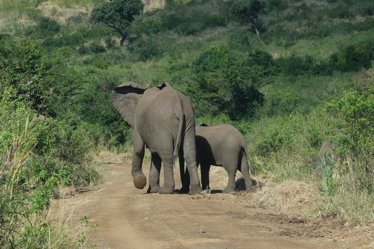 two elephants turning back on a dirt road