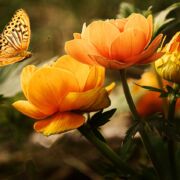 A beautiful yellow butterfly alighting on yellow flowers