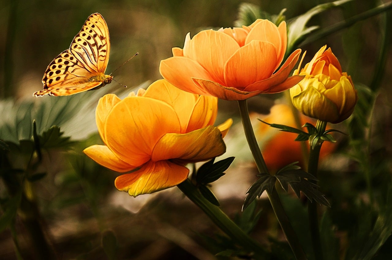 A beautiful yellow butterfly alighting on yellow flowers