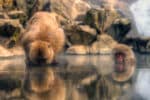 Two snow monkeys. Both very placid. One sitting very still in water, the other looking down at water from the shore.