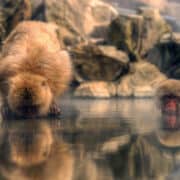 Two snow monkeys. Both very placid. One sitting very still in water, the other looking down at water from the shore.