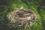 birds nest in a pine branch with small flowers
