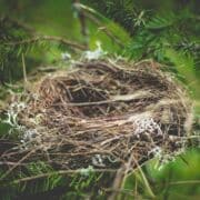 birds nest in a pine branch with small flowers