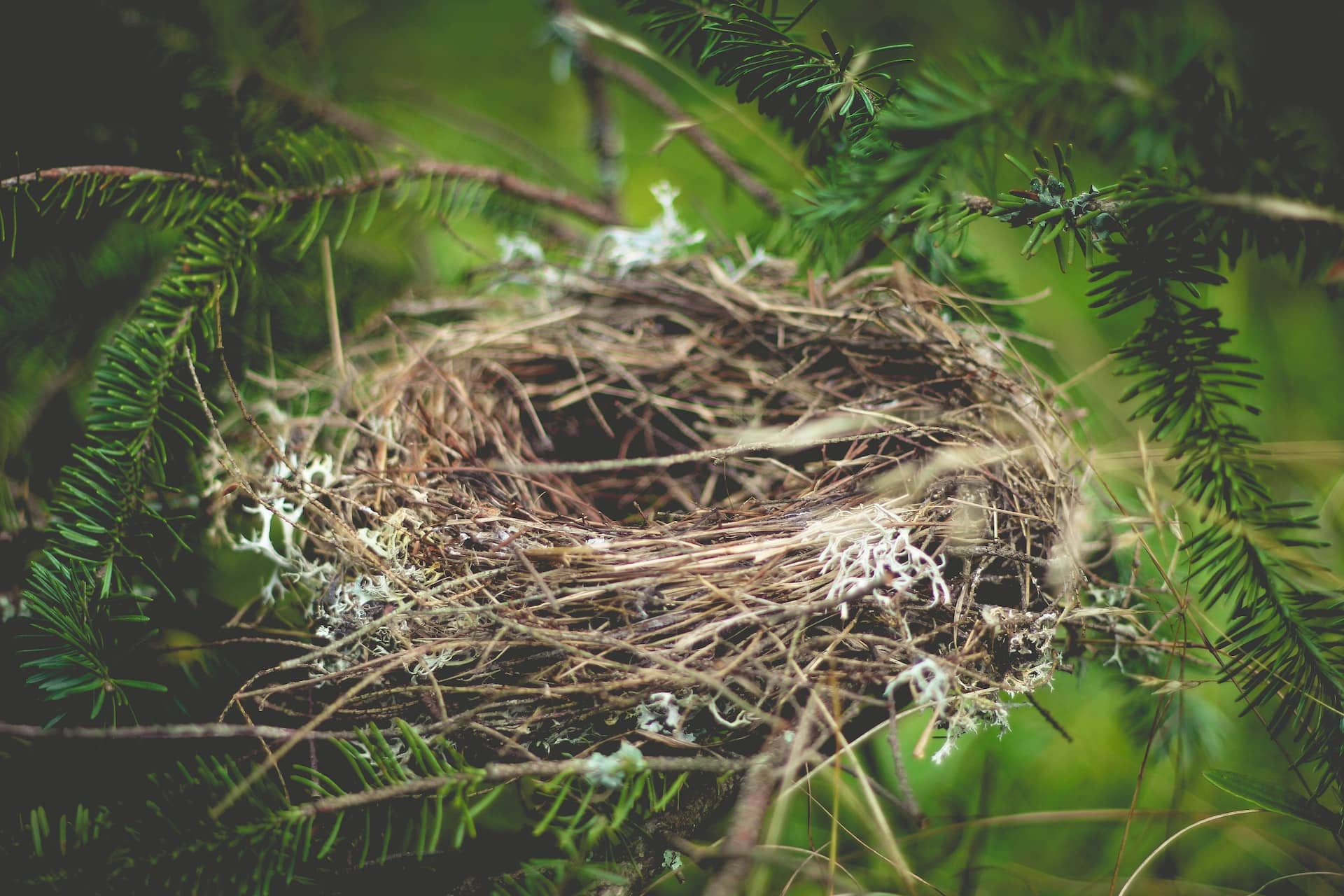birds nest in a pine branch with small flowers