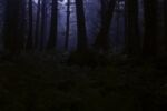 a dark, foggy forest