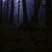 a dark, foggy forest