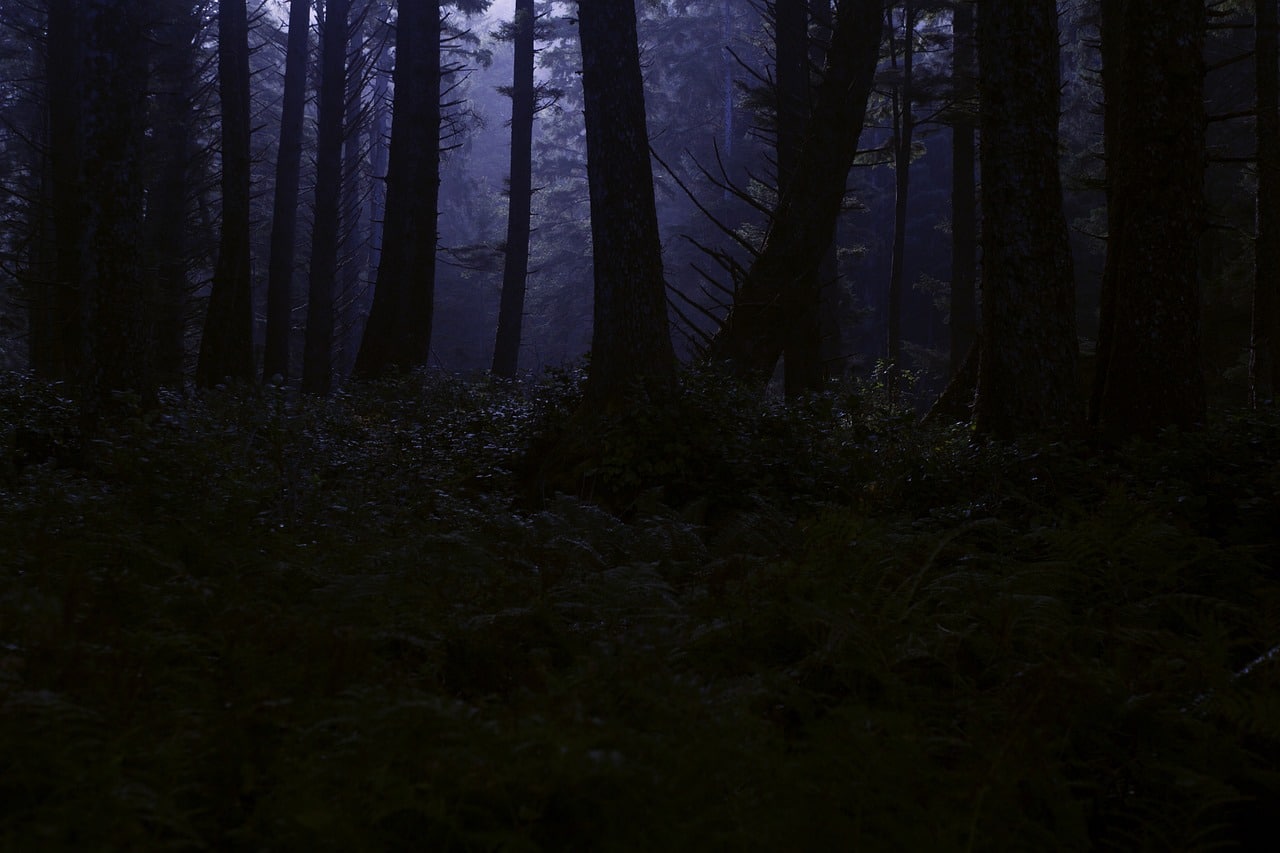 scaryHarmonyLawrencepixabay a dark, foggy forest