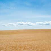 A clear blue sky with a few clouds over open desert sand.