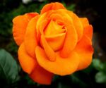 close-up of beautiful bright orange rose