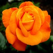 close-up of beautiful bright orange rose