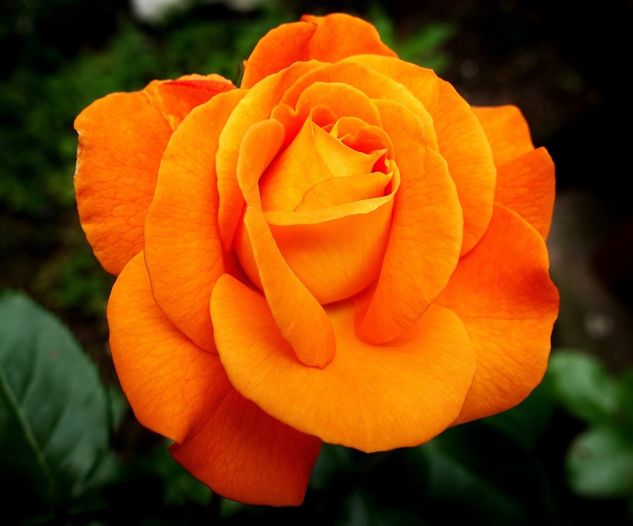 close-up of beautiful bright orange rose