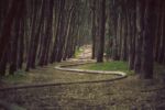 A trail in a dark forest with a winding path.