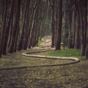 A trail in a dark forest with a winding path.
