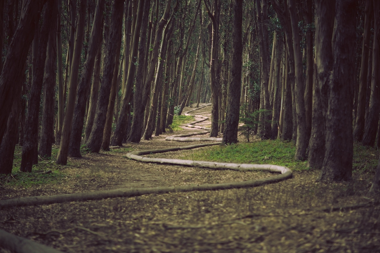 deepJamesForbesalbumarium A trail in a dark forest with a winding path.