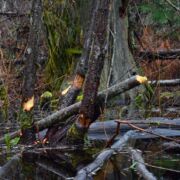 A beaver dam in a body of water with a tangle of logs