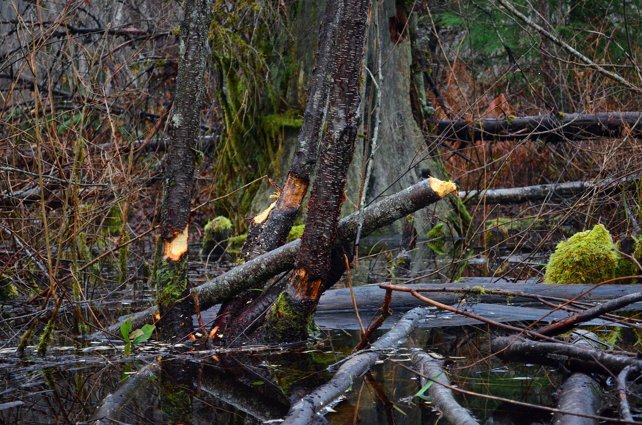 A beaver dam in a body of water with a tangle of logs