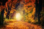 A path through an autumn forest blazing with color and an Opening of light at the end of the path.